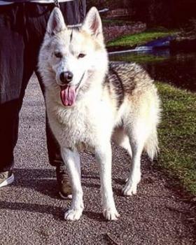 Tyson, Siberian Husky