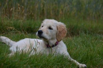 Praline, Golden Retriever