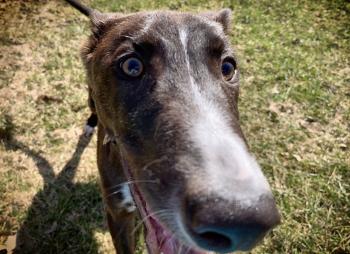 Pharaoh, Greyhound