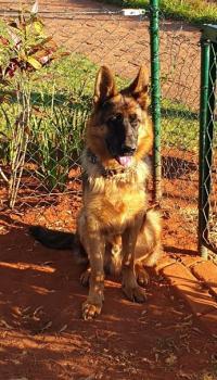 Saxo, Perro Pastor Alemán