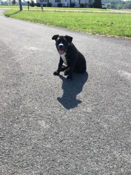 Thor, Cane Corso