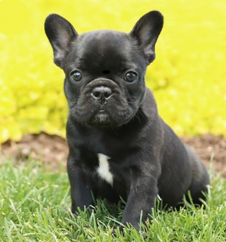 Lacie Dishmon, Bulldog Francés