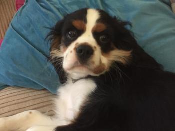 Bluebell, Cavalier King Charles spaniel