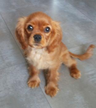 Янтарь, Cavalier King Charles spaniel
