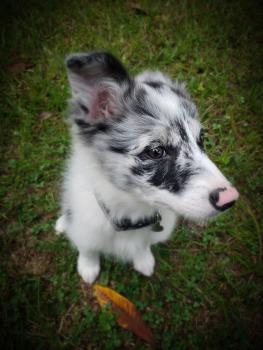 Apollo, Border Collie