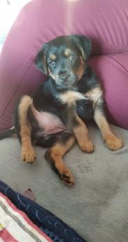 Nallah, Rottweiler