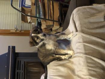 Pin Up, Border Collie
