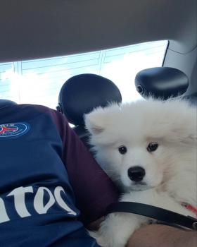 Maya, Samoyedo