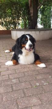 Max, Boyero De Berna