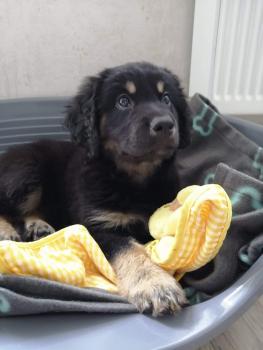 Elliot, Beauceron