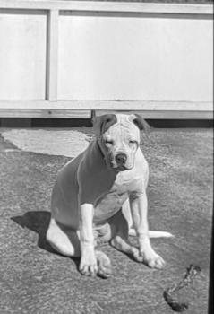Phara, Bulldog americano