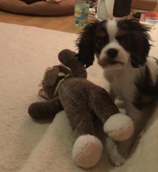 Pagaï, Cavalier King Charles Spaniel