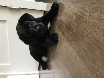 Rudy, Labrador Retriever