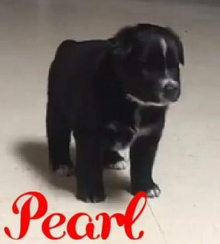 Pearl, Pastor Australiano