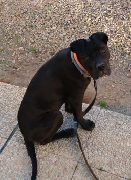 Pepsy, Cane Corso