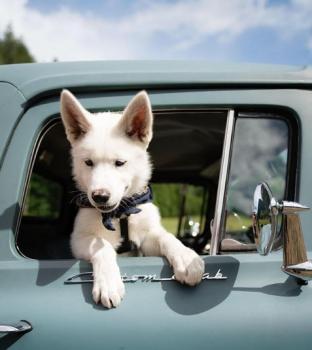 Zephyr, Siberian Husky