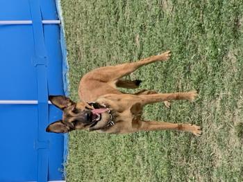 Kiara, Pastor Belga Malinois