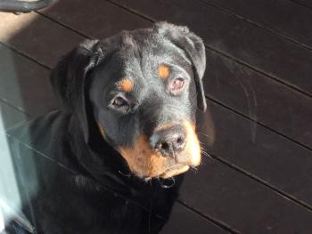 Mack, Rottweiler