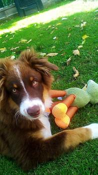 Pepper, Pastor Australiano