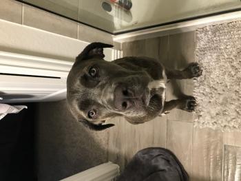 Indy Anna, Cane Corso