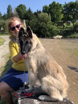 Patou, Cane da pastore belga (Tervueren)