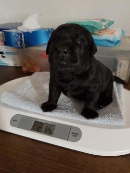 Priska, Labrador Retriever