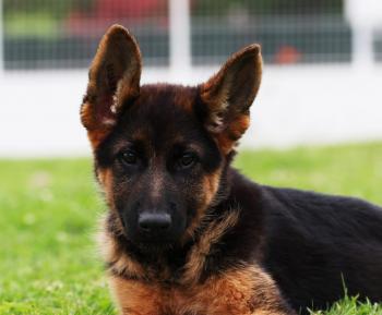 Piona, German Shepherd Dog
