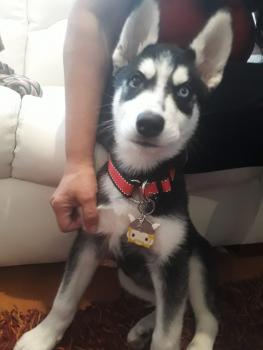 Thor, Husky Siberien