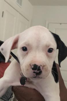 Spade, Bouledogue Americain