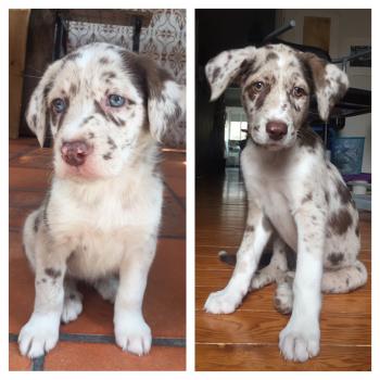 Kiki Faísca, Border Collie