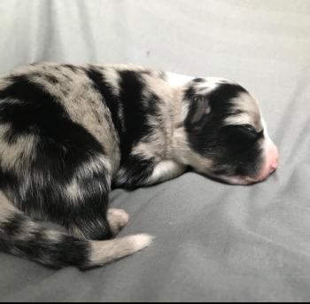 Laska, Pastor Australiano