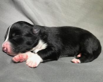 Bouillotte, Australian Shepherd