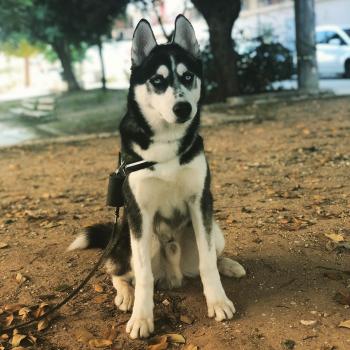 Loki, Husky Siberiano