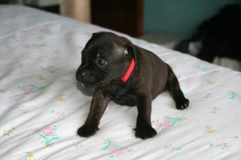 Pálinka, Staffordshire Bull Terrier