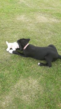 Pyxie, Labrador Retriever