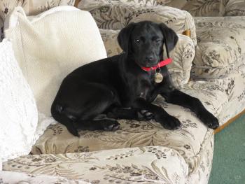 Holly, Labrador Retriever