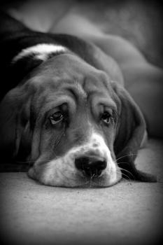 Pelleas, Basset Hound