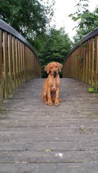 Prince Joey, Crestado Rodesiano