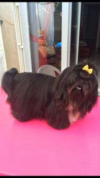 Mowgli, Shih Tzu