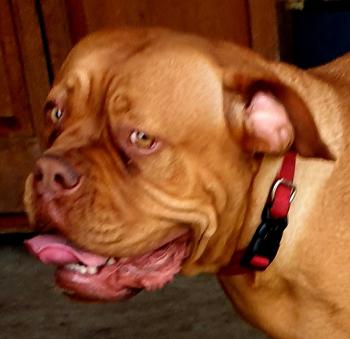 Layla, Dogo De Burdeos