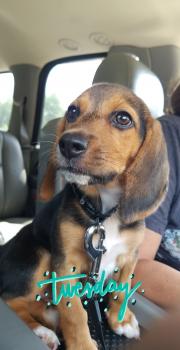 Kona, Beagle