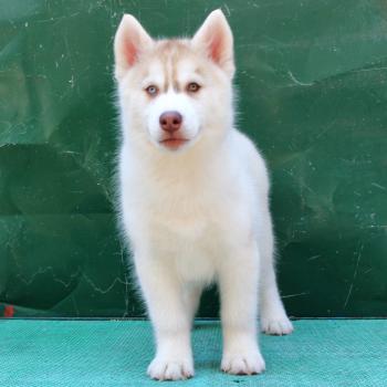 Mimosa, Husky Siberiano
