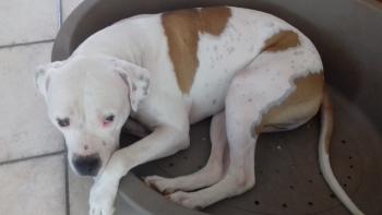 Loops, Dogo Argentino