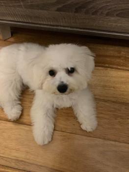Lexie, Bichón