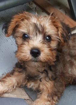 Salsa, Yorkshire Terrier