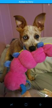 Tigger, Australian Cattle Dog