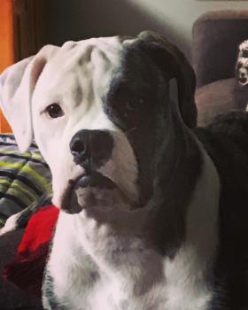 Kali, Bulldog americano