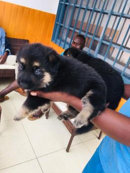 Falco, Deutscher Schäferhund