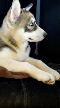 Jaxx, Husky Siberiano