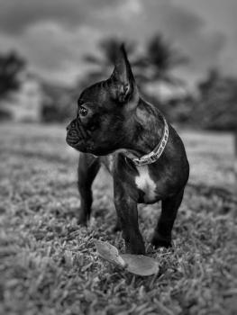 Pepsy, Bulldog Francés